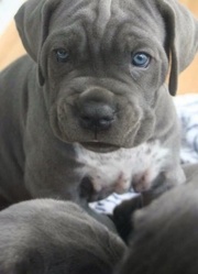available Cane Corso puppies
